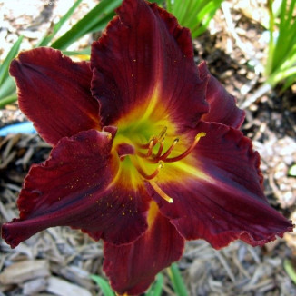 Hemerocallis Black Stockings Liliowiec- Rośliny od Ogrodnika Szkółka Barcikowscy