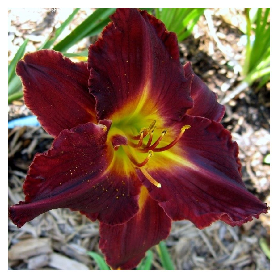 Hemerocallis Black Stockings Liliowiec- Rośliny od Ogrodnika Szkółka Barcikowscy