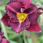 Hemerocallis Black Stockings Liliowiec- Rośliny od Ogrodnika Szkółka Barcikowscy
