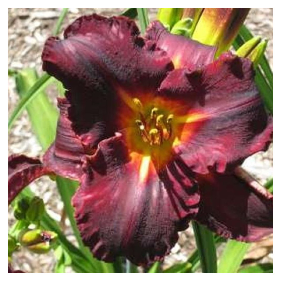Hemerocallis Black Stockings Liliowiec- Rośliny od Ogrodnika Szkółka Barcikowscy