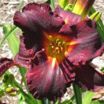 Hemerocallis Black Stockings Liliowiec- Rośliny od Ogrodnika Szkółka Barcikowscy