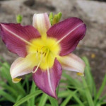 Hemerocallis Blue Sheen...