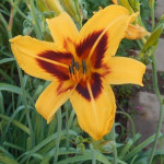 Hemerocallis Bonanza Liliowiec