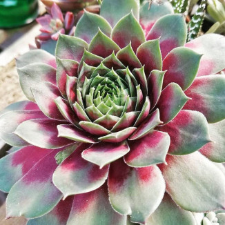 Sempervivum Little Pink...