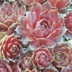 Sempervivum Little Pink...