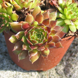 Sempervivum Little Flirt...