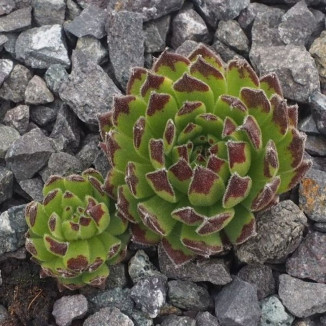 Sempervivum Little Fellow...