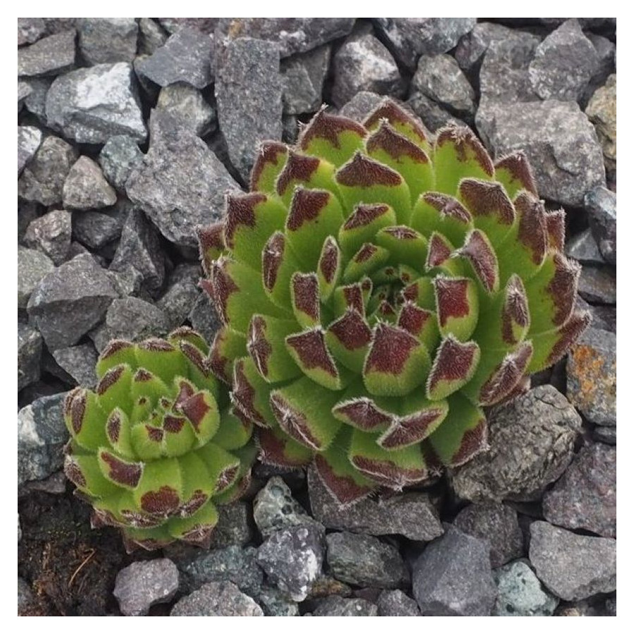 Sempervivum Little Fellow Rojnik