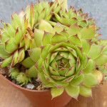 Sempervivum L:ittle Coffe...