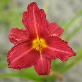 Hemerocallis Bourbon Kings...