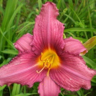 Hemerocallis Bourbon Kings...