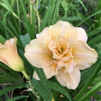 Hemerocallis Bowl of Cream Liliowiec