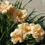 Hemerocallis Bowl of Cream Liliowiec
