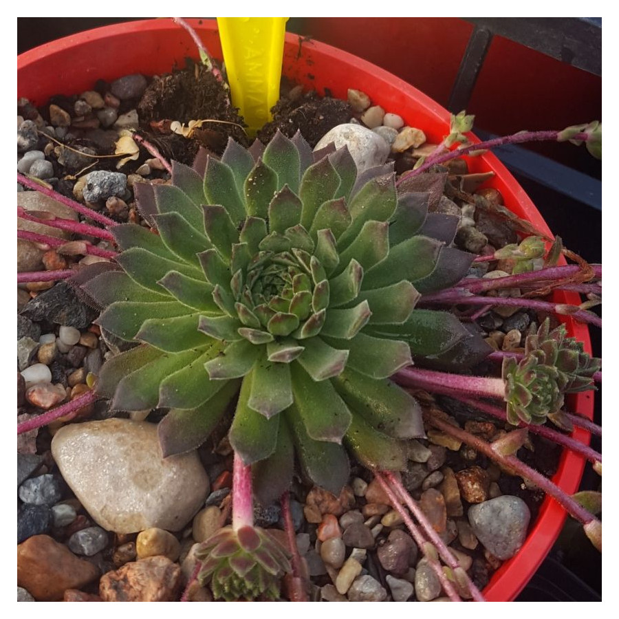 Sempervivum Litschi Rojnik