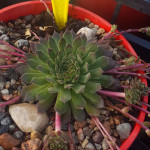 Sempervivum Litschi Rojnik