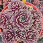 Sempervivum Lison Rojnik