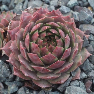 Sempervivum Lison Rojnik