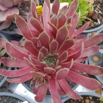 Sempervivum Lipari Rojnik