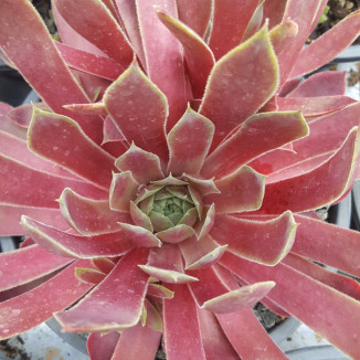 Sempervivum Lipari Rojnik