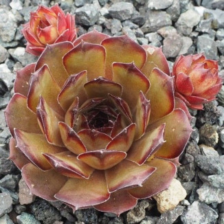 Sempervivum Lion King Rojnik