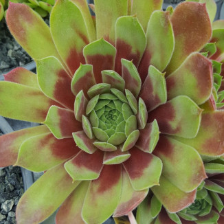 Sempervivum Lindingen Rojnik