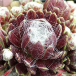 Sempervivum Linde Rojnik pajęczynowaty