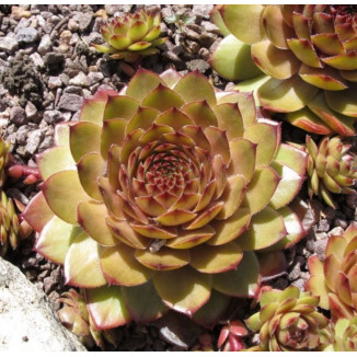 Sempervivum Limbo Rojnik