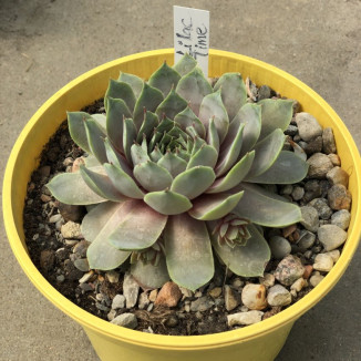 Sempervivum Lilac Time Rojnik