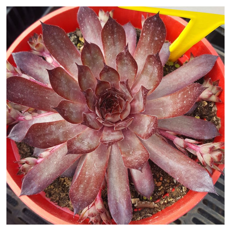 Sempervivum Lilac Queen Rojnik