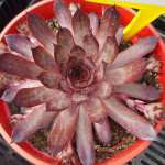 Sempervivum Lilac Queen Rojnik