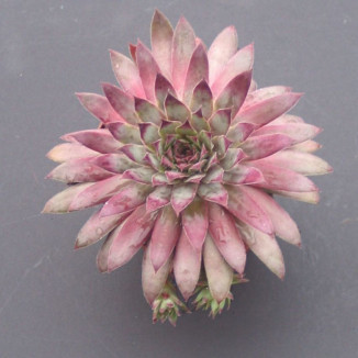 Sempervivum Lila Zebra Rojnik