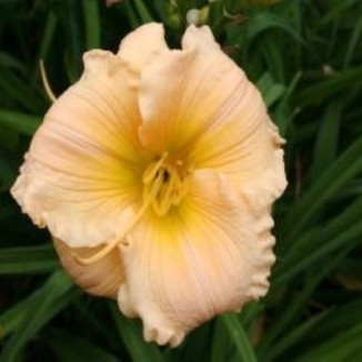 Hemerocallis Brookwood Ultra Plus liliowiec