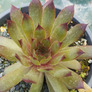 Sempervivum Like a Baby Rojnik