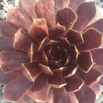 Sempervivum Lighthouse Rojnik