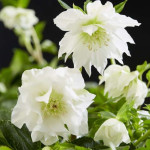 Helleborus orientalis...