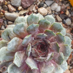 Sempervivum Light Spoon Rojnik