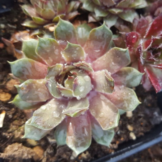 Sempervivum Light Spoon Rojnik