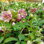 Helleborus orientalis MIX z ciemną obwódką Ciemiernik Wschodni