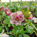 Helleborus orientalis MIX z ciemną obwódką Ciemiernik Wschodni