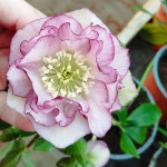 Helleborus orientalis MIX z...