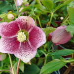 Helleborus Ciemiernik Mix/...