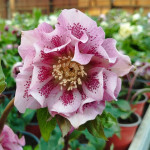 Helleborus orientalis Mix...