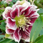 Helleborus orientalis Mix biały/jasny z ciemnymi plamkami Ciemiernik Orientalny