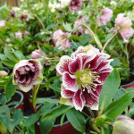 Helleborus orientalis Mix biały/jasny z ciemnymi plamkami Ciemiernik Orientalny