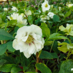 Helleborus orientalis Ciemiernik orientalny MIX