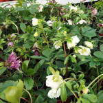 Helleborus orientalis Ciemiernik orientalny MIX