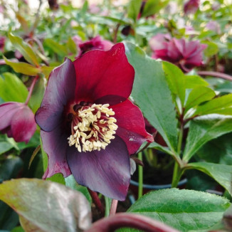 Helleborus Ciemiernik...