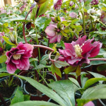 Helleborus Ciemiernik Orientalny/ Bordowy