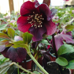 Helleborus Ciemiernik Orientalny/ Bordowy