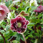 Helleborus orientalis Mix fioletowy nakrapiany Ciemiernik Orientalny